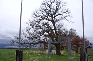 上押帯神社の立木かしわ